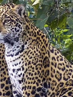 Una de cada ocho especies encargadas de mitigar crisis ambientales corre peligro