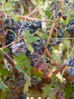 De qué se trata el seguro agrícola que aprobó Diputados