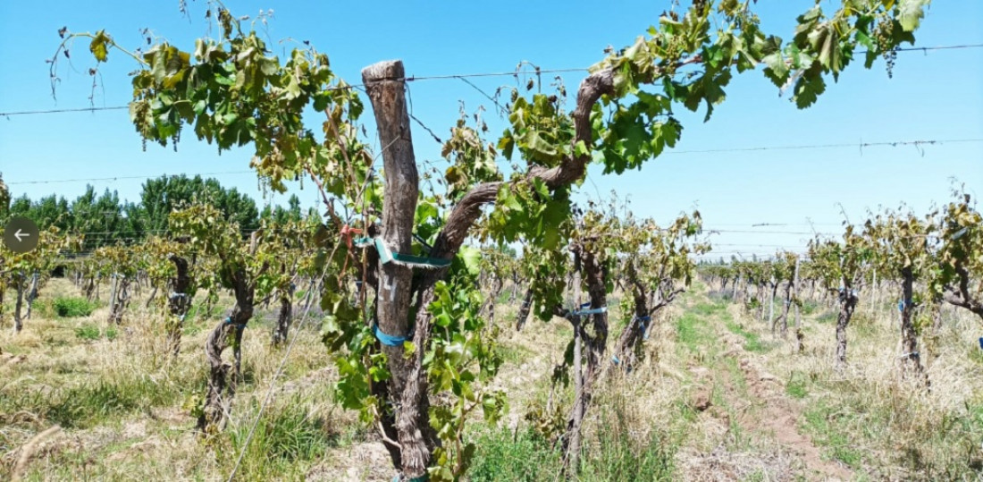 Para la Federación Agraria Argentina, las medidas de Massa no beneficiarán a Mendoza 