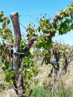 Para la Federación Agraria Argentina, las medidas de Massa no beneficiarán a Mendoza 
