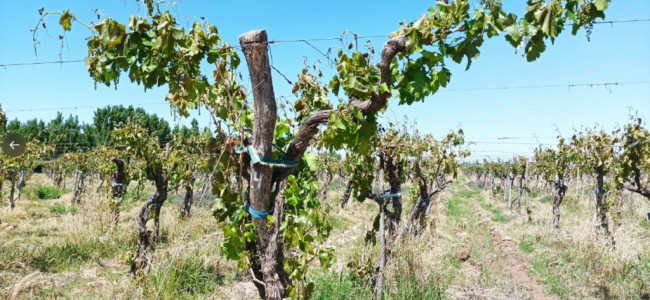 Para la Federación Agraria Argentina, las medidas de Massa no beneficiarán a Mendoza 