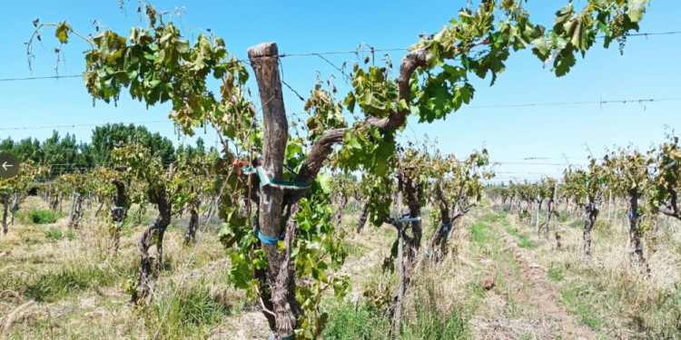 Para la Federación Agraria Argentina, las medidas de Massa no beneficiarán a Mendoza 