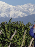 ¿Cómo afecta la crisis económica a la vitivinicultura?