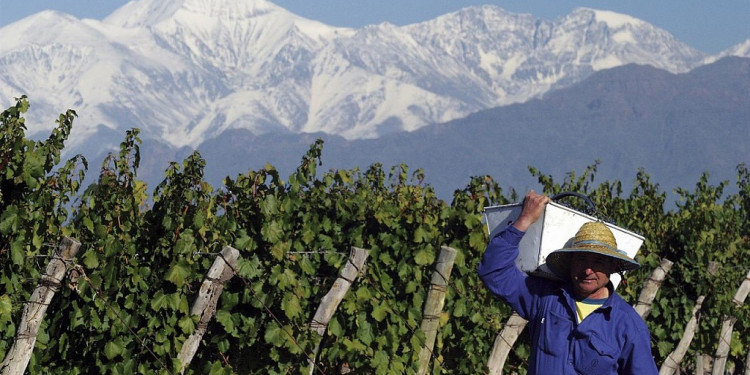 ¿Cómo afecta la crisis económica a la vitivinicultura?