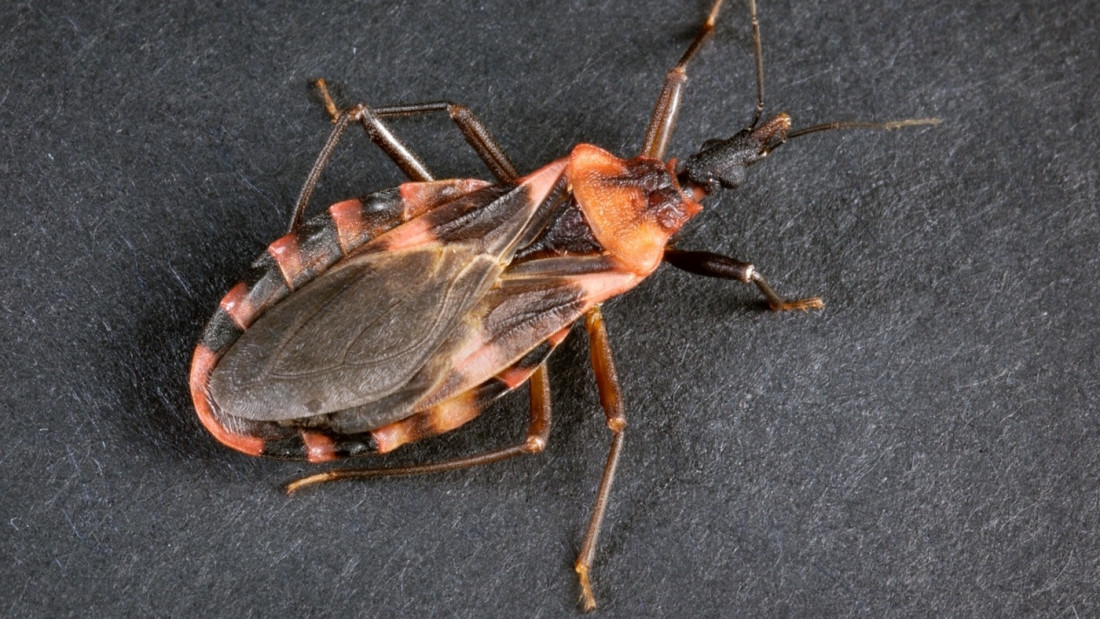 Vinchucas: Cómo combatir al vehículo del mal de Chagas