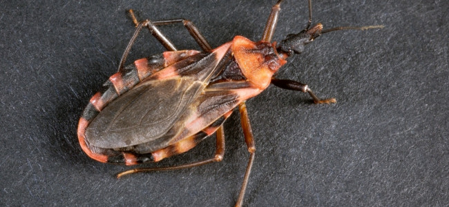 Vinchucas: Cómo combatir al vehículo del mal de Chagas