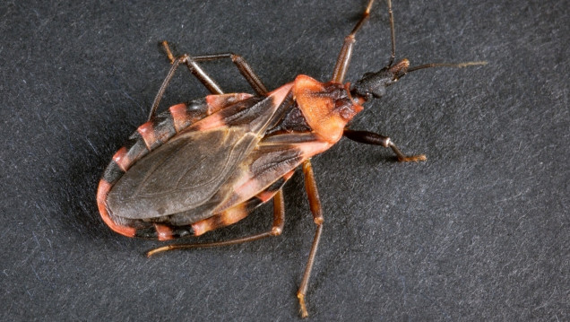 imagen Vinchucas: Cómo combatir al vehículo del mal de Chagas