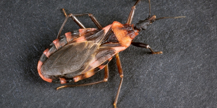 Vinchucas: Cómo combatir al vehículo del mal de Chagas