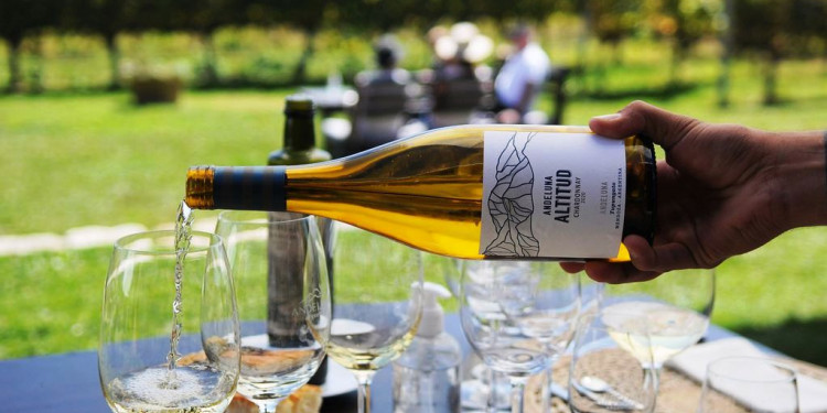 Chardonnay, el varietal blanco más exportado de Argentina, tiene su base en Mendoza 