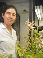 Descubrimiento científico sobre un caso de transferencia de genes horizontal entre plantas de distintas especies