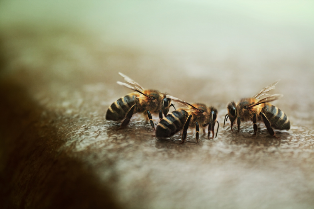 Las abejas mueren y poco se puede hacer al respecto