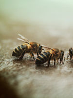 Las abejas mueren y poco se puede hacer al respecto