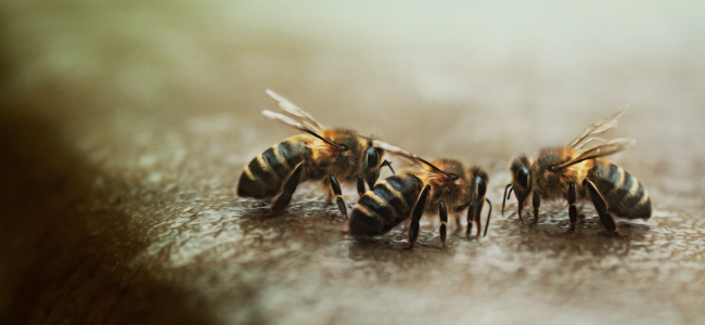 Las abejas mueren y poco se puede hacer al respecto