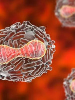 La viruela del mono y sus diferencias con la viruela humana