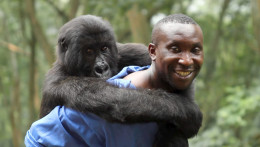 imagen Una veintena de “gorilas occidentales del río Cross” tienen su santuario en Camerún, África.