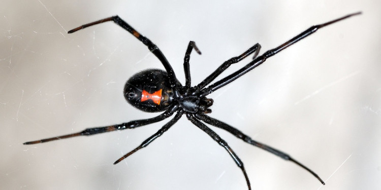 Cómo prevenir y actuar frente a picaduras de arañas, escorpiones y víboras