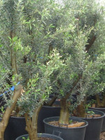 Estudian si plaguicidas contaminan los plantines de olivo