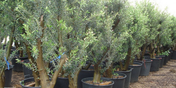 Estudian si plaguicidas contaminan los plantines de olivo