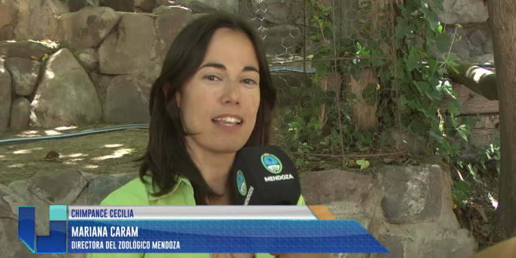 Chimpancé Cecilia: Cuenta regresiva para su traslado al santuario de Brasil 