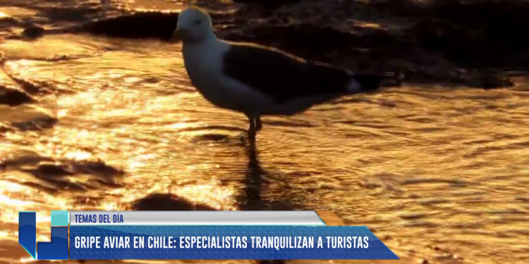Gripe Aviar en Chile: Recomendación para turistas