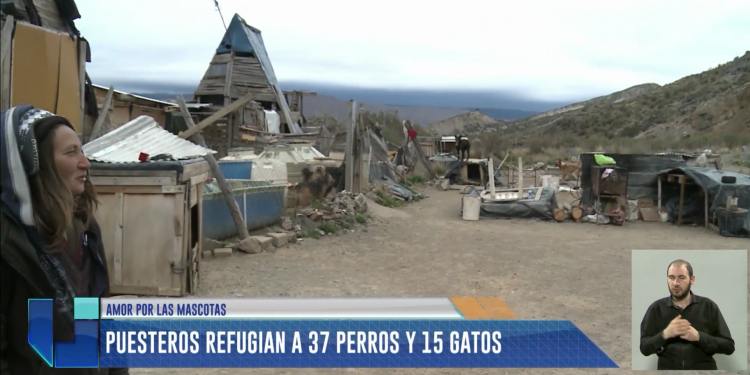 Amor por los animales: una pareja da refugio a 37 perros y 15 gatos en Cacheuta