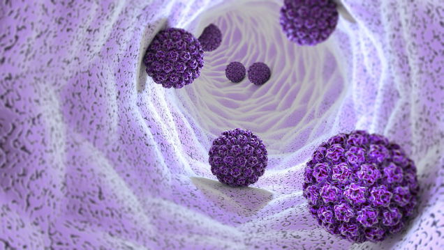 imagen Descubren cómo una proteína antitumoral bloquea la replicación del VPH