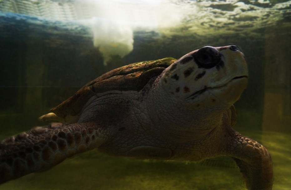 imagen El tortugo Jorge se quedará en el Acuario