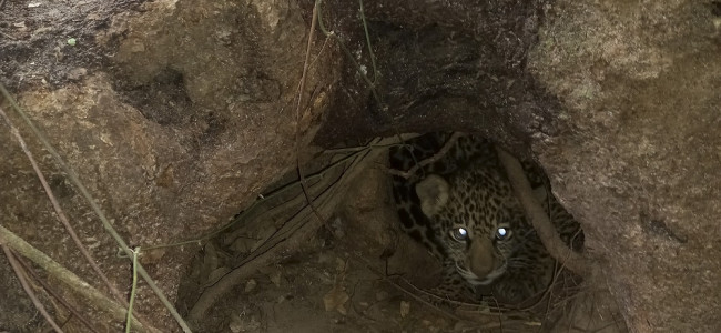 Tras 70 años de extinción, nacieron dos yaguaretés silvestres en Corrientes