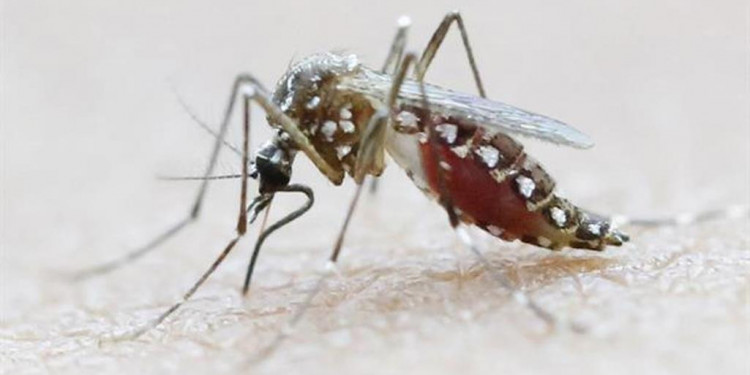 Aprobaron el primer test para detectar el virus del zika en donaciones de sangre