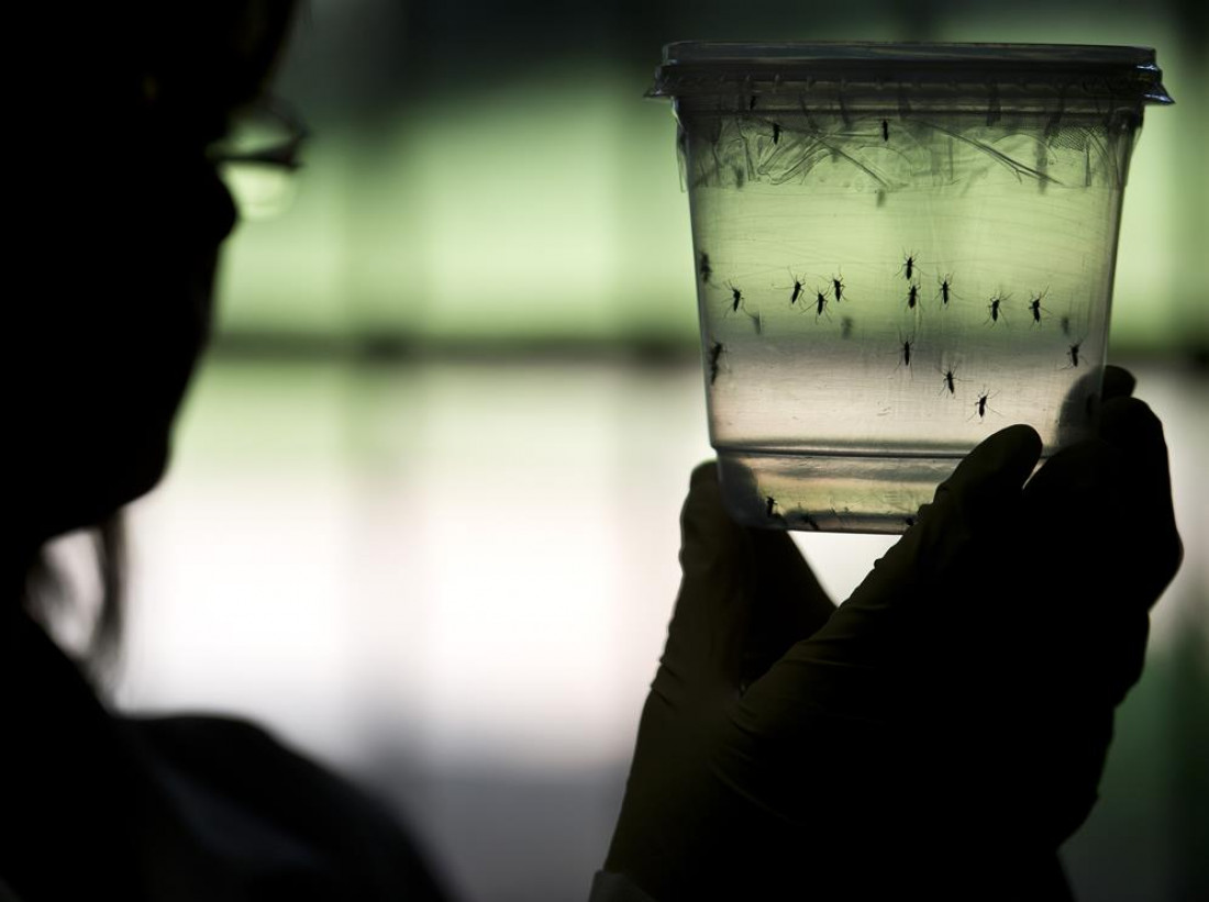 Buscan frenar el virus del Zika a través de mosquitos alterados genéticamente