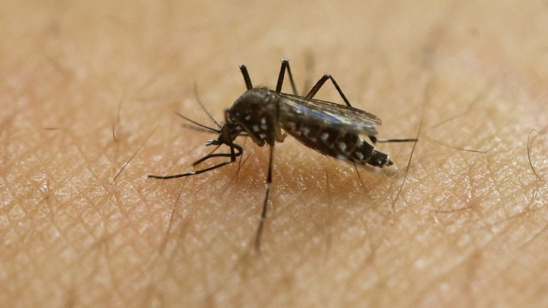 El zika podría transmitirse por vía sexual 