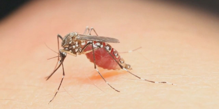 Precaución y Prevención ante el virus del Zika