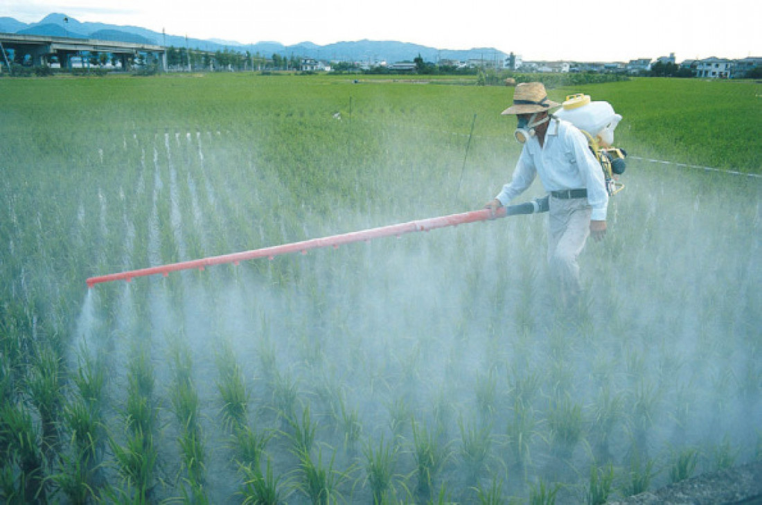 Investigan si los pesticidas determinan las microcefalia en casos de virus zika