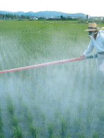 Investigan si los pesticidas determinan las microcefalia en casos de virus zika