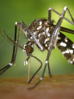 Confirmaron el segundo caso de zika en Argentina