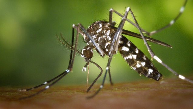 imagen Confirmaron el segundo caso de zika en Argentina