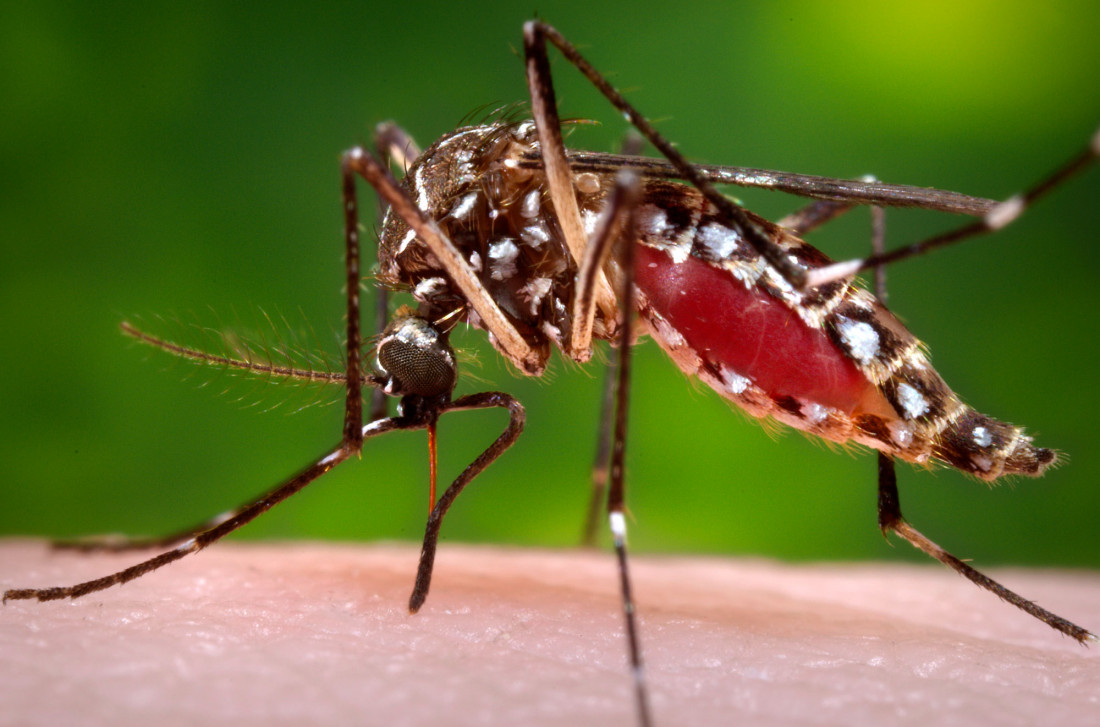 Zika: críticas de Naciones Unidas a la recomendación de evitar embarazos
