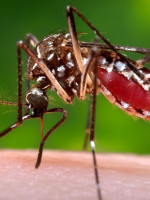 Zika: críticas de Naciones Unidas a la recomendación de evitar embarazos