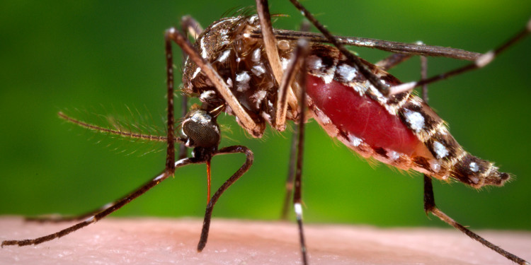 Zika: críticas de Naciones Unidas a la recomendación de evitar embarazos