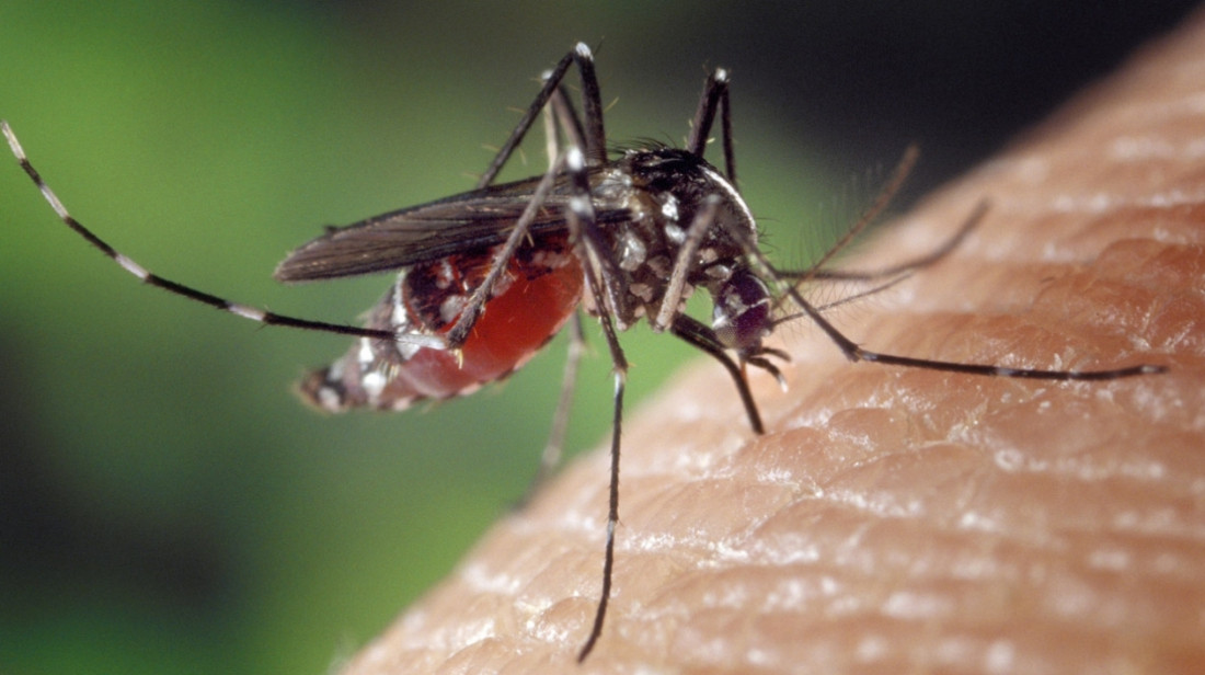 Establecen conexión entre el virus Zika y el síndrome Guillain-Barré