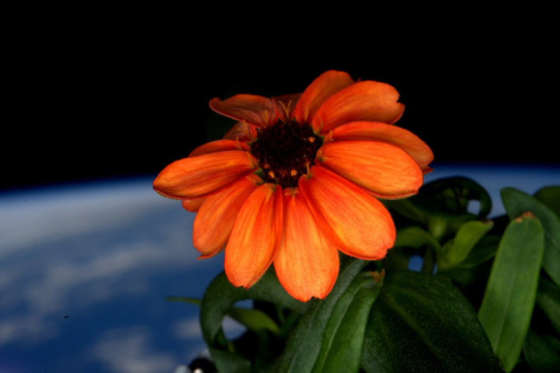 Una flor en el espacio