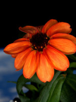 Una flor en el espacio