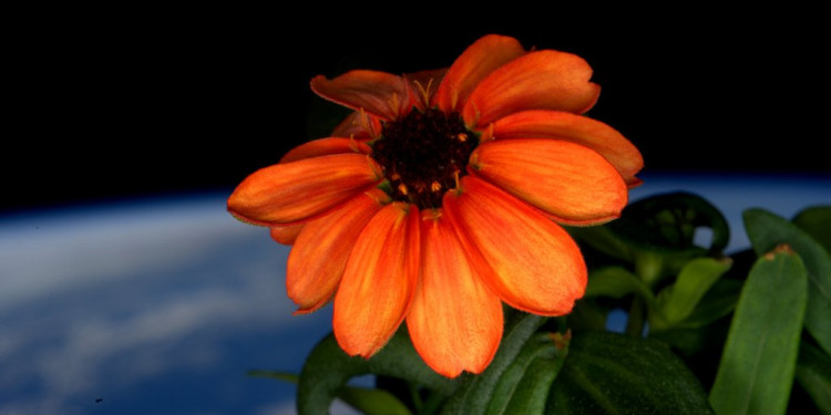 Una flor en el espacio