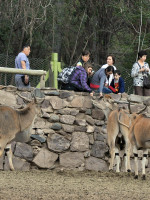 Murió otro ciervo en el zoo y ya son 14 los animales muertos