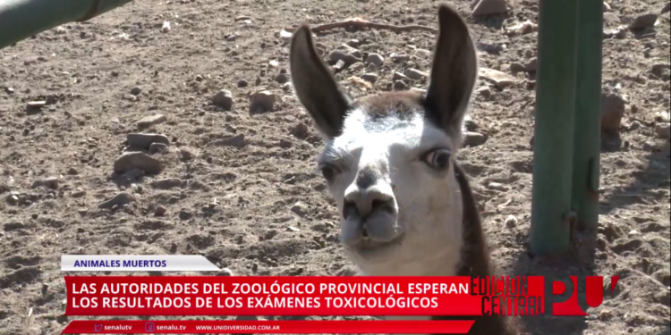 Esperan resultados toxicológicos por muertes en el Zoo