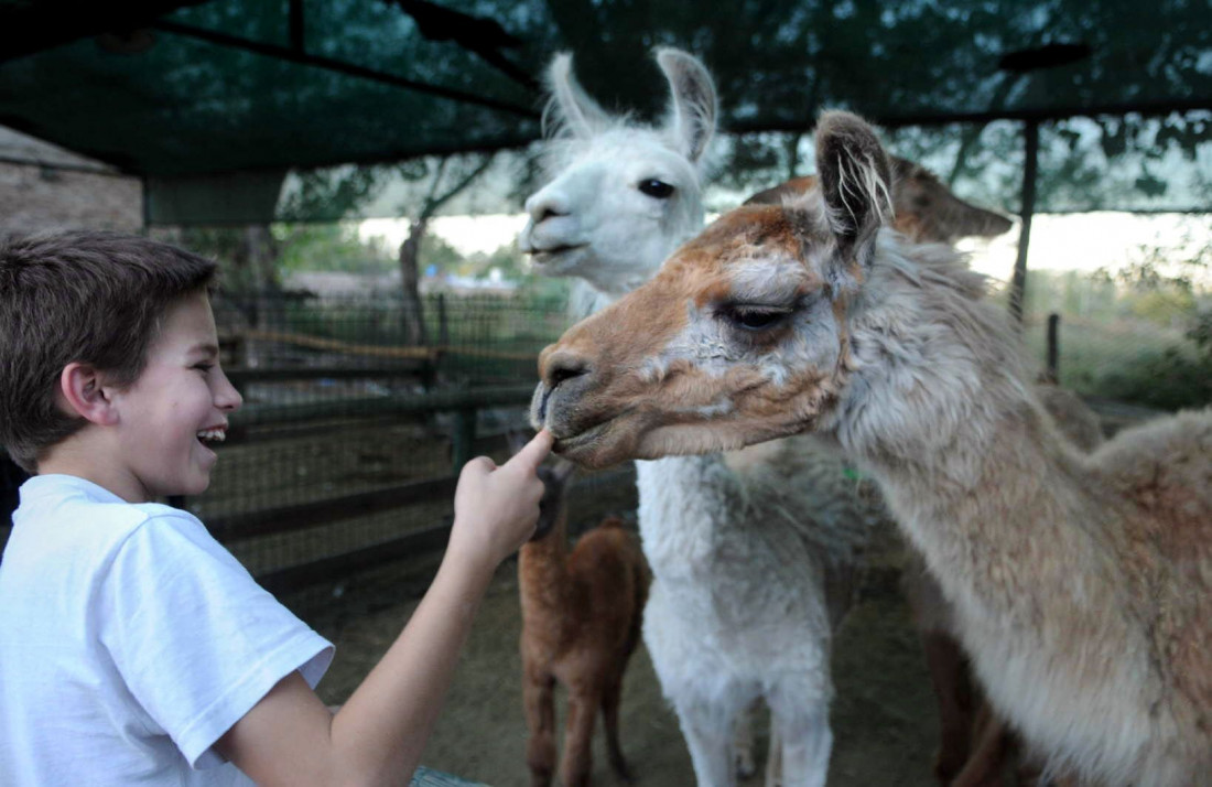 Después de la muerte de 17 animales, el Zoo reabrió sus puertas