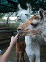 Después de la muerte de 17 animales, el Zoo reabrió sus puertas