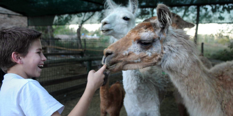 Después de la muerte de 17 animales, el Zoo reabrió sus puertas