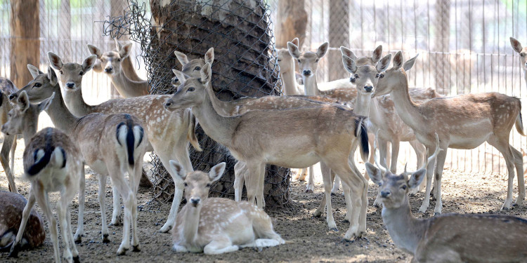Rematarán animales del Zoo para disminuir la superpoblación