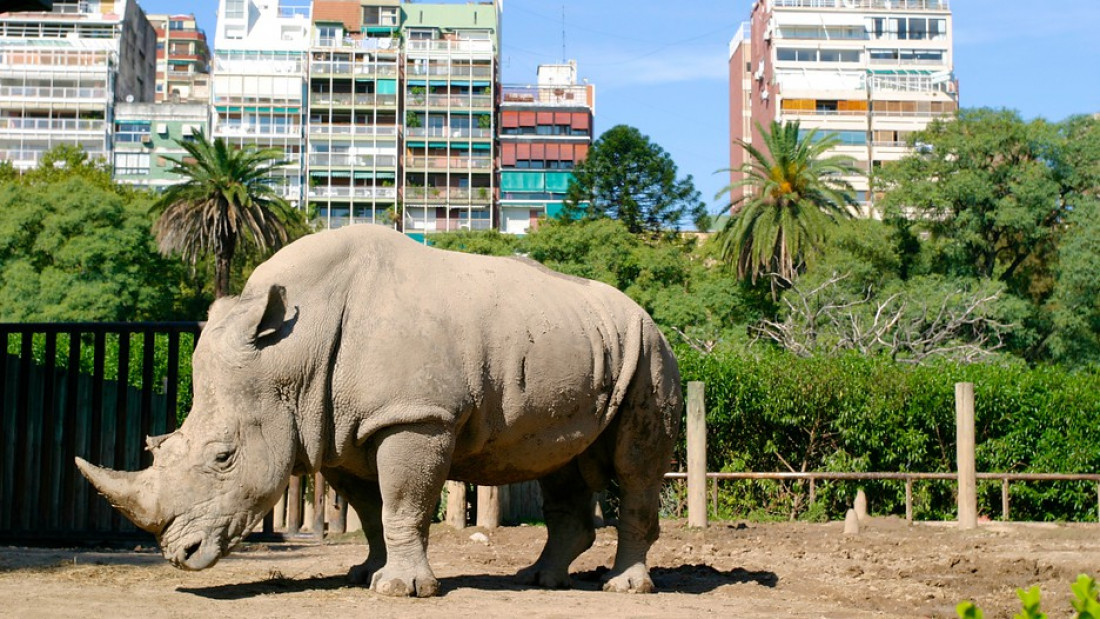El Zoo de Buenos Aires se convertirá en un Ecoparque interactivo